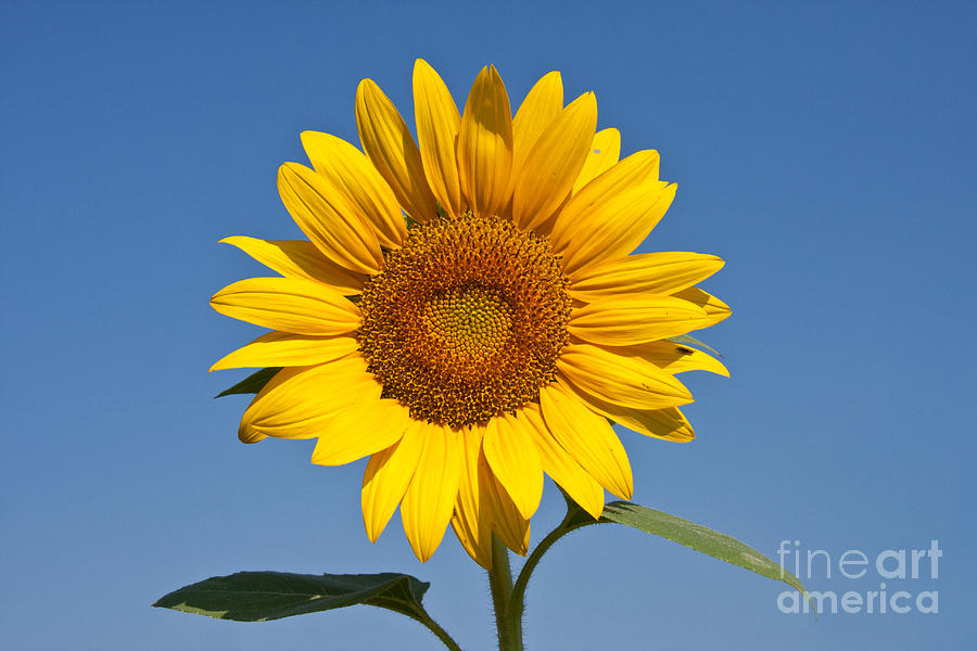 Sunflower Photograph by Jennifer Ludlum