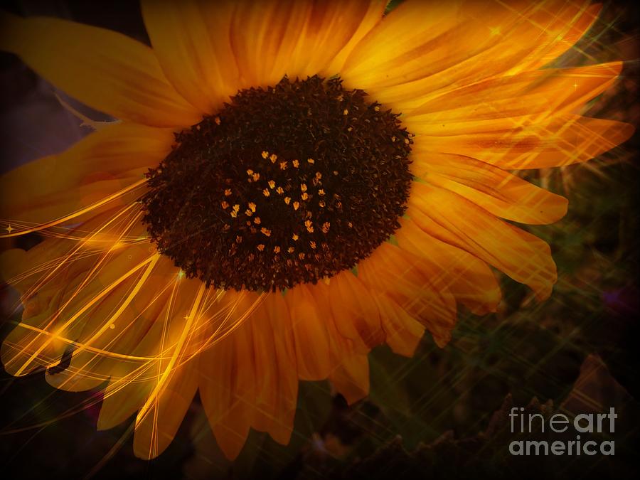 Sunflower Photograph by Jenny Revitz Soper