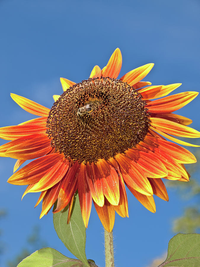 Sunflower Photograph by Jim DeLillo
