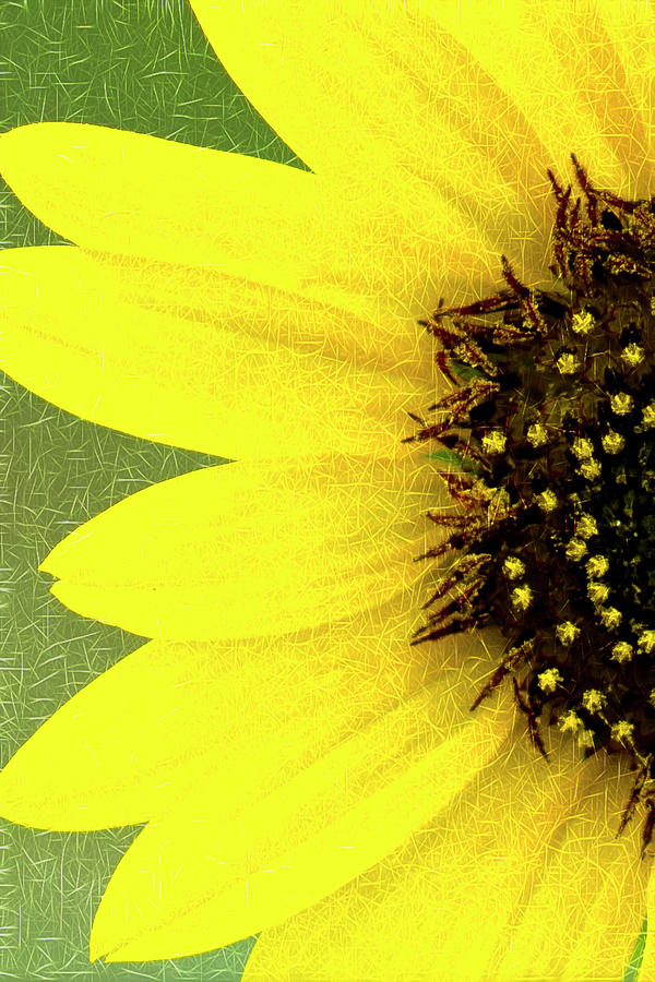 Sunflower Photograph by Joe Paul
