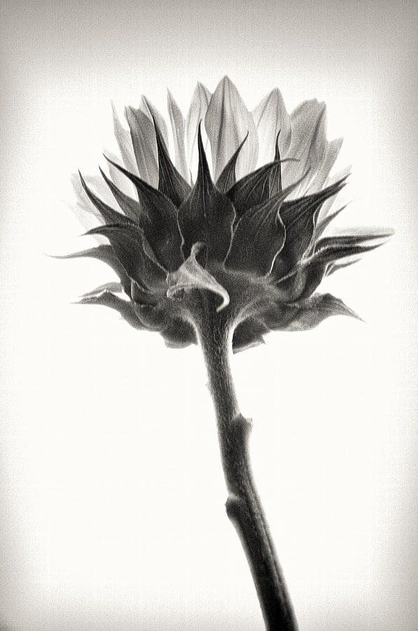 Sunflower Photograph by John Hansen