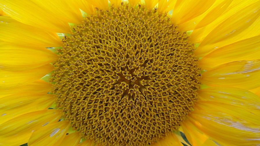 Sunflower Photograph by John Lyes