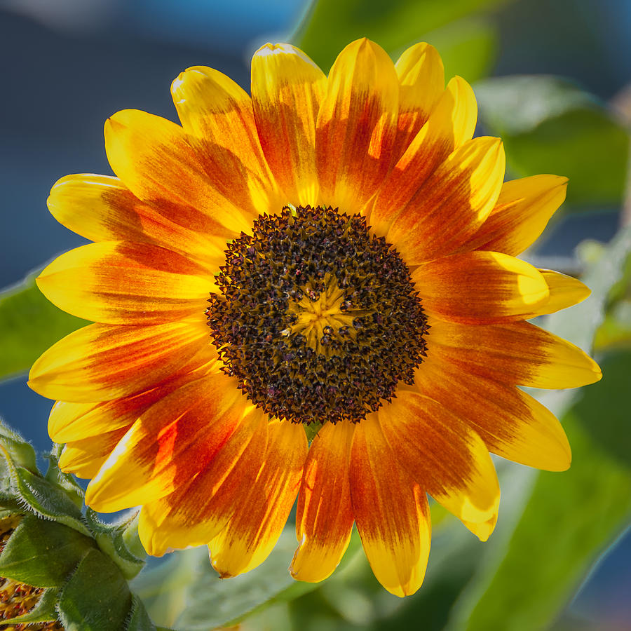 Sunflower Photograph by Joseph Smith