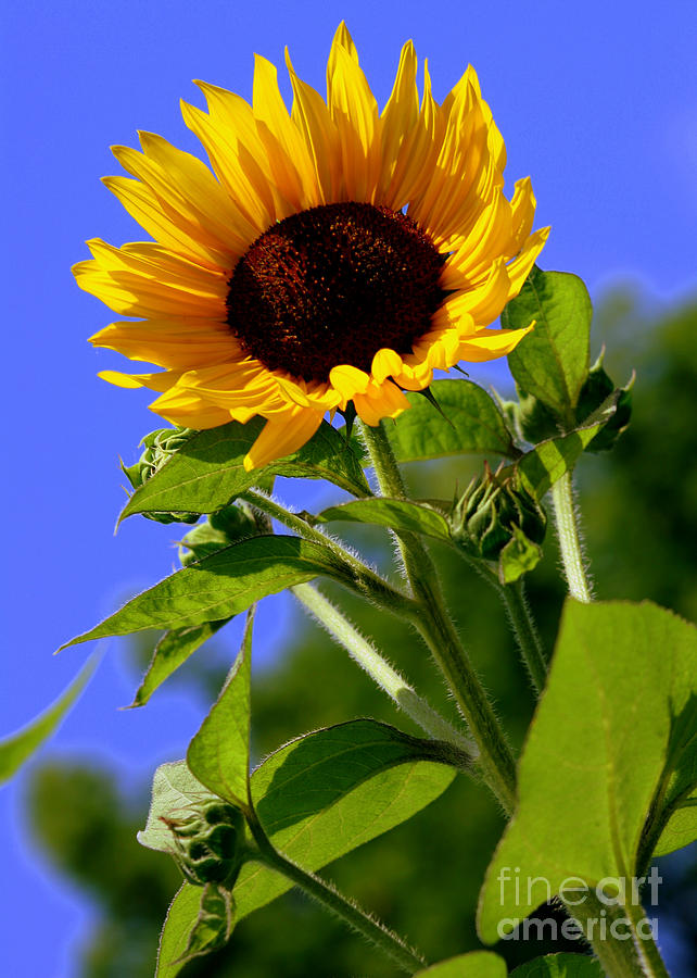 Sunflower Joy Photograph by DazzleMe Photography