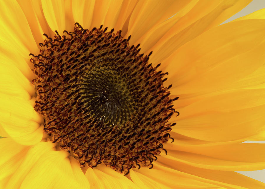 Sunflower Photograph by JT Lewis