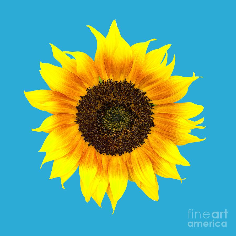 Sunflower Photograph - Sunflower by Judith Flacke