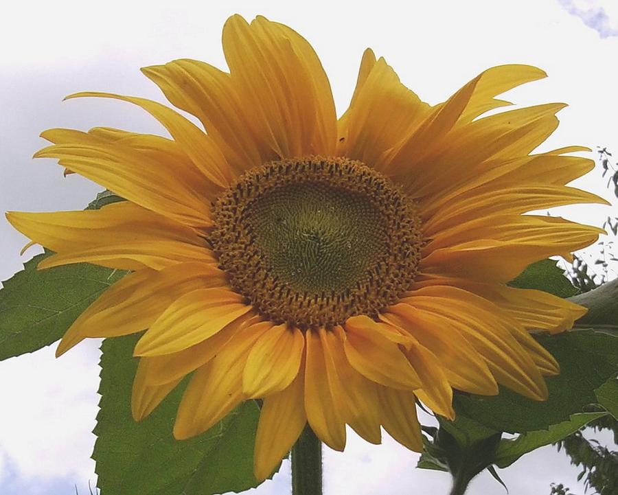 Sunflower Photograph by Julia Woodman