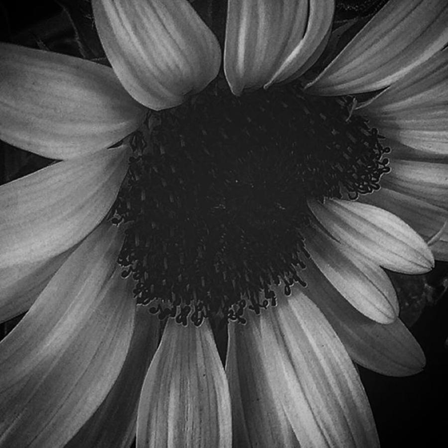 Flower Photograph - Sunflower BnW by Flavien Gillet