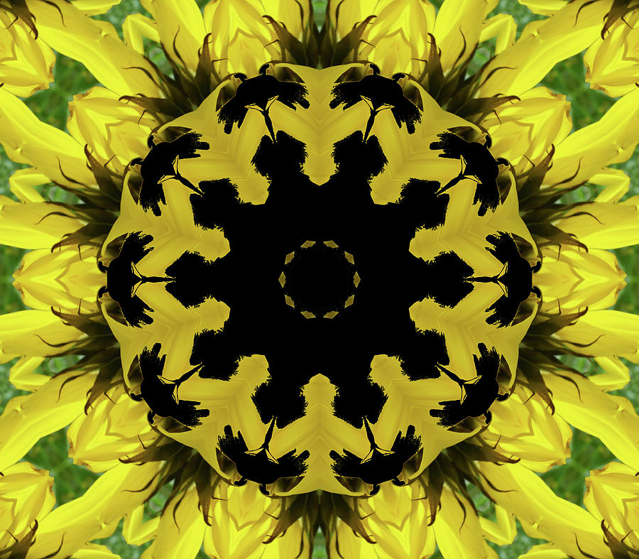 Sunflower Kaleidoscope Digital Art by Aimee L Maher ALM GALLERY