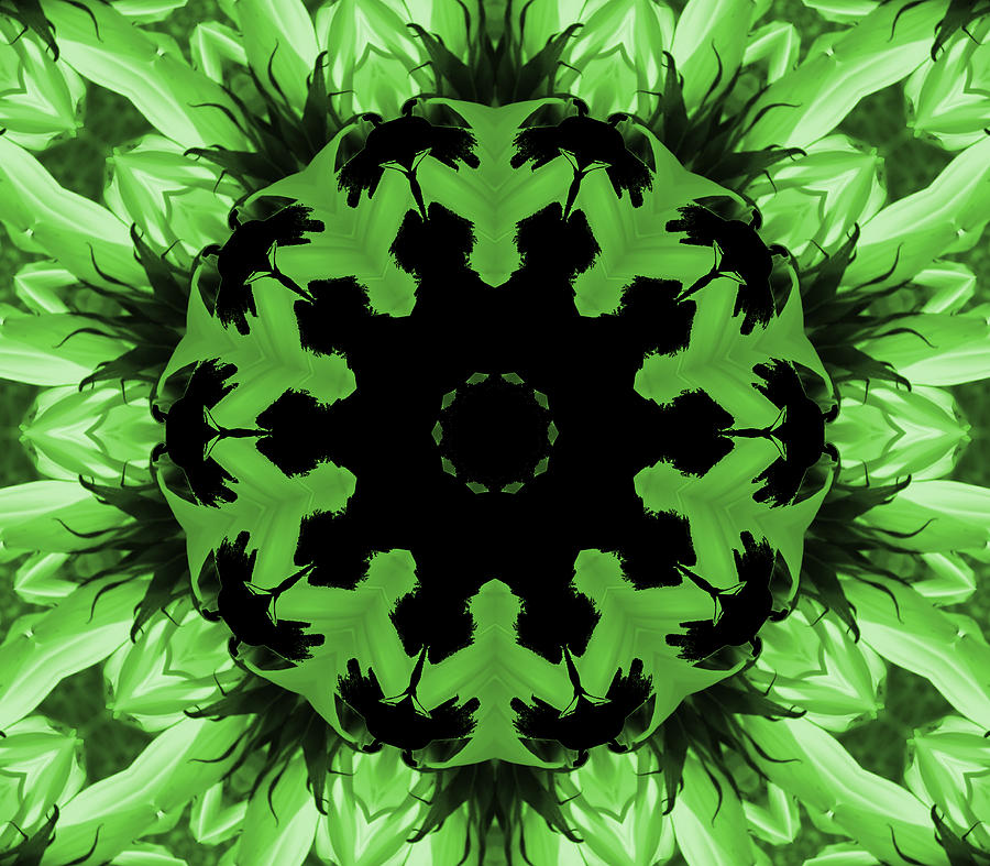 Sunflower Kaleidoscope in Green Photograph by Aimee L Maher ALM GALLERY