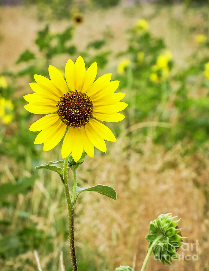 Sunflower Photograph by Karen Jorstad