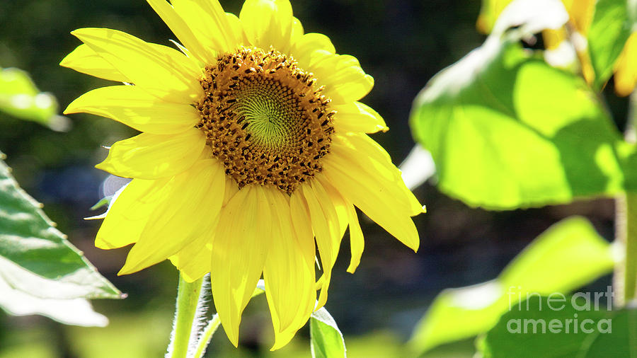 Sunflower Photograph - Sunflower by Kathy Strauss