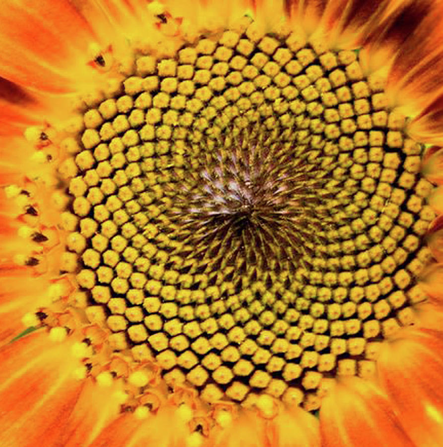 Nature Photograph - Sunflower by Keith Birmingham