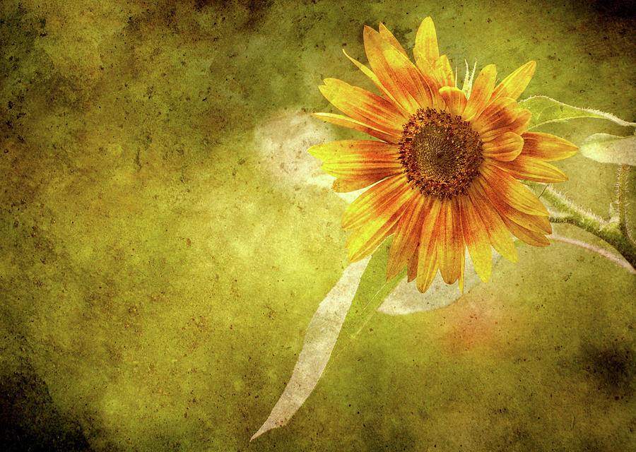 Sunflower. Photograph