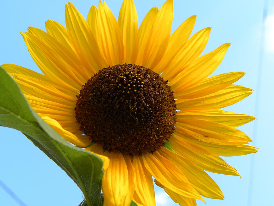 Sunflower Photograph by Kimberly Owens - Fine Art America