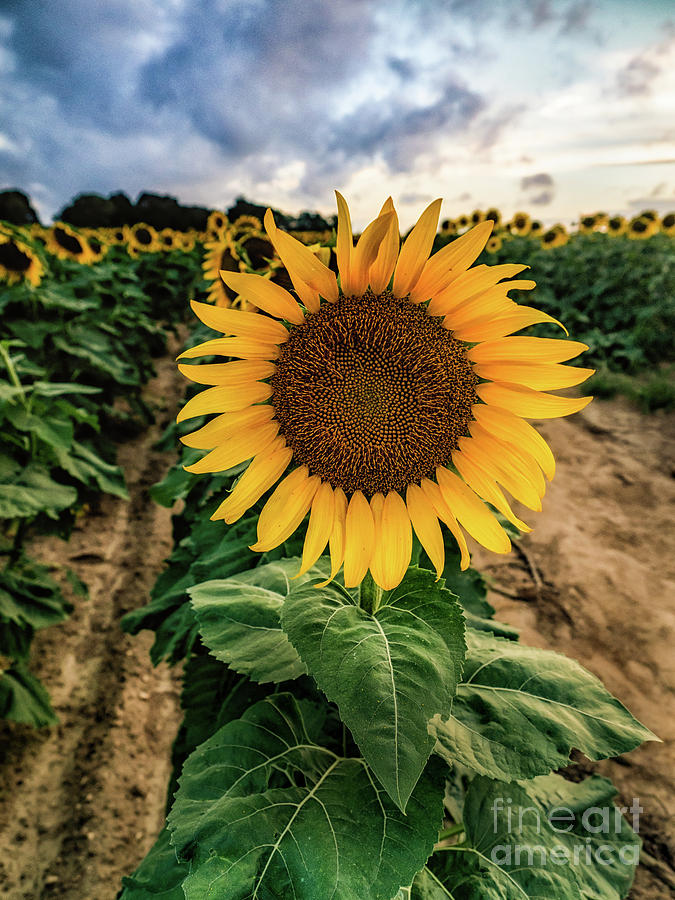 Sunflower King Pin Photograph by Alissa Beth Photography