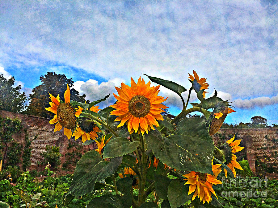 Sunflower Kiss Photograph