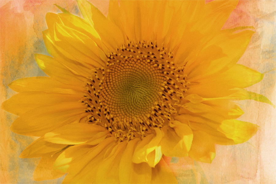 Sunflower Mixed Media - Sunflower Kisses by Georgiana Romanovna