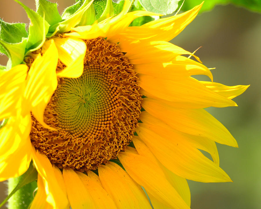 Sunflower Photograph By Laurie Lawler   Pixels