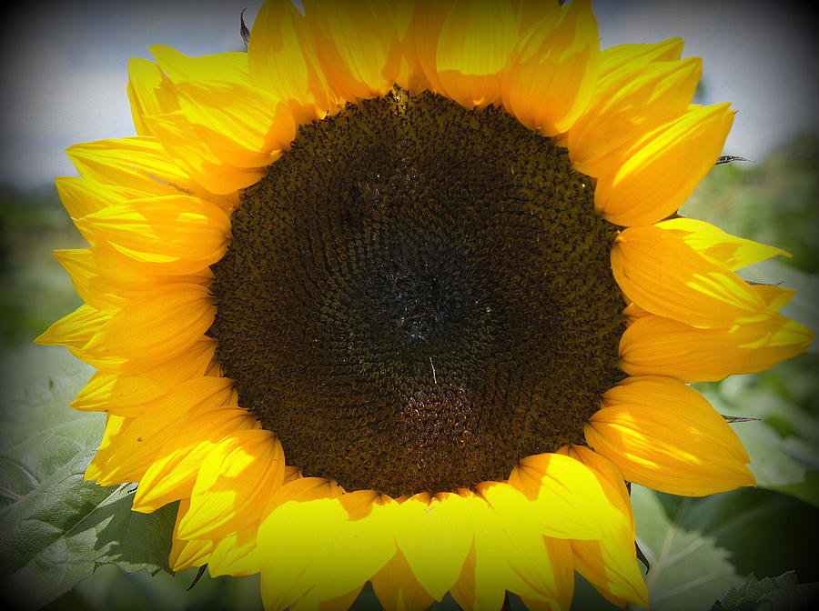 Sunflower Photograph - Sunflower by Laurie Perry