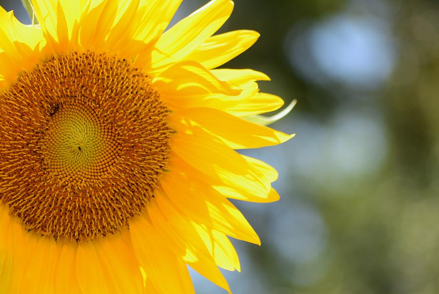 Sunflower Left Photograph by Warren Thompson | Pixels