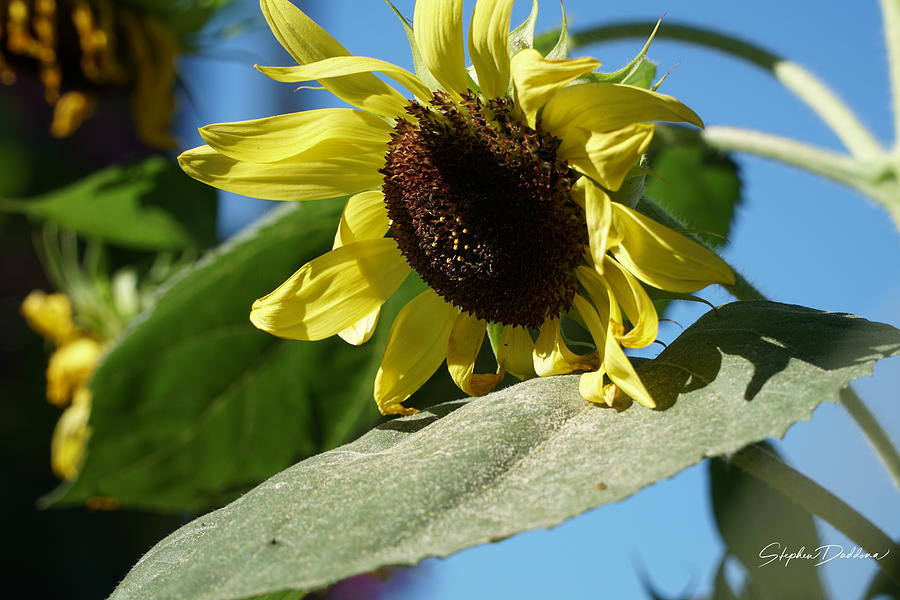 Sunflower, Lemon Queen, with Pollen Photograph by Stephen Daddona