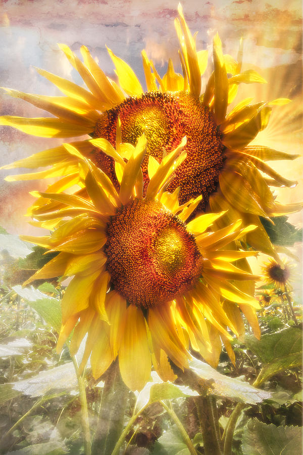 Sunflower Light Photograph by Debra and Dave Vanderlaan