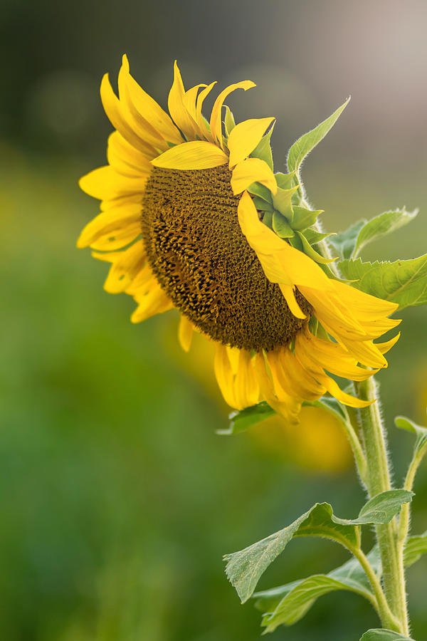 Sunflower Light Photograph by Terry DeLuco