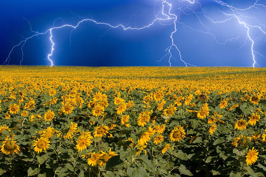 Sunflower Lightning Field Photograph