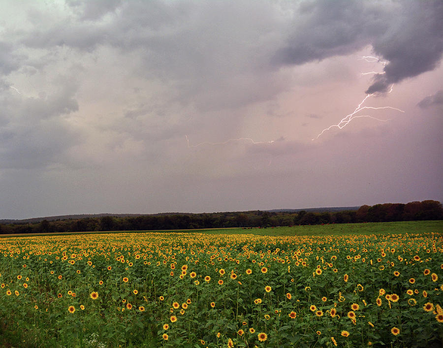 Sunflower Lightning - Griswold, CT. Photograph by Garrett Sheehan