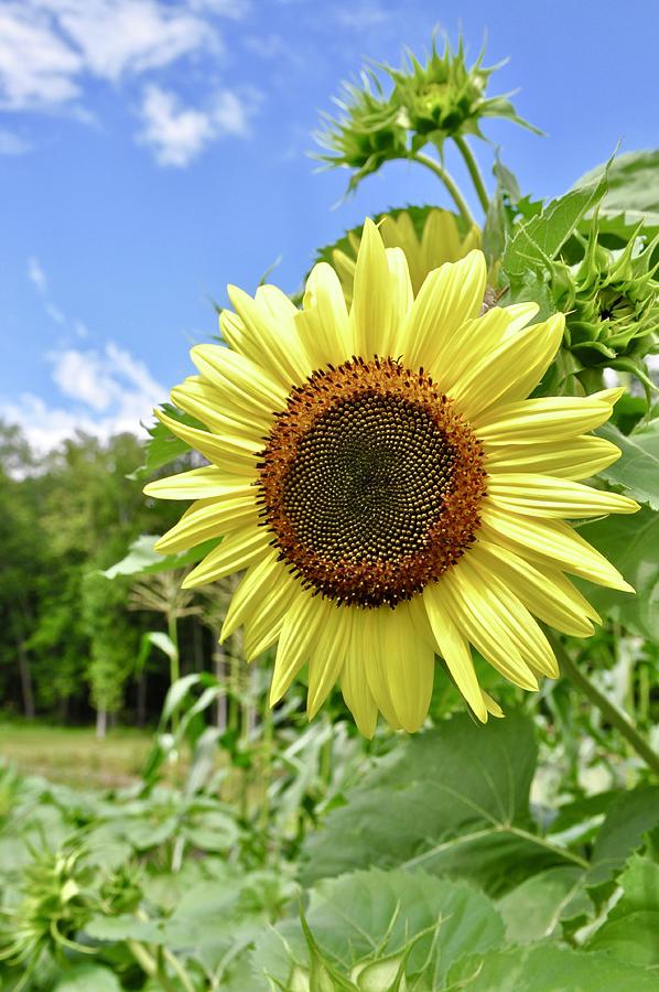 Sunflower Photograph - Sunflower by Linda Covino