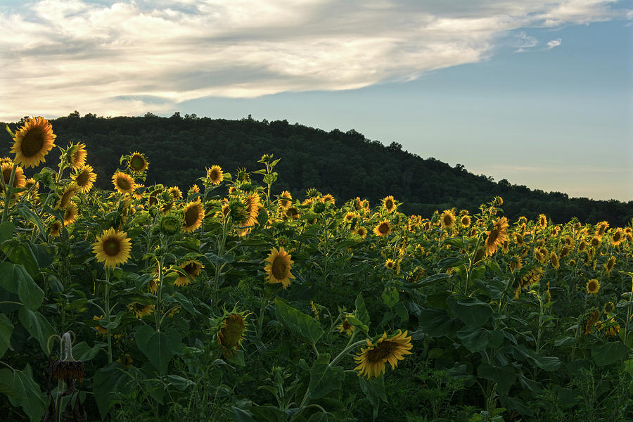 Sunflower Line Of Sunlight Photograph by Angelo Marcialis
