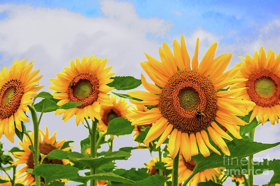 Sunflower Lineup Photograph by Regina Geoghan - Pixels