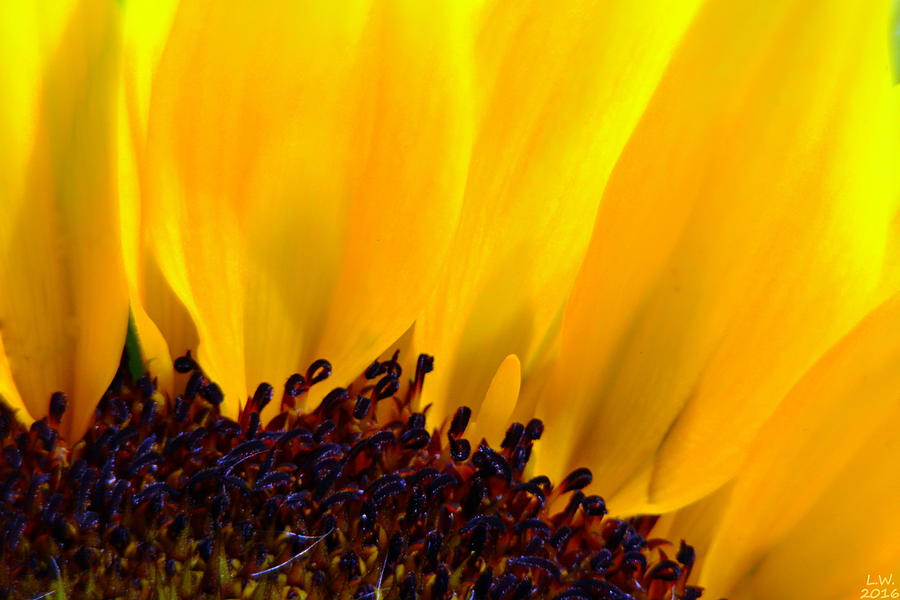 Sunflower Photograph by Lisa Wooten