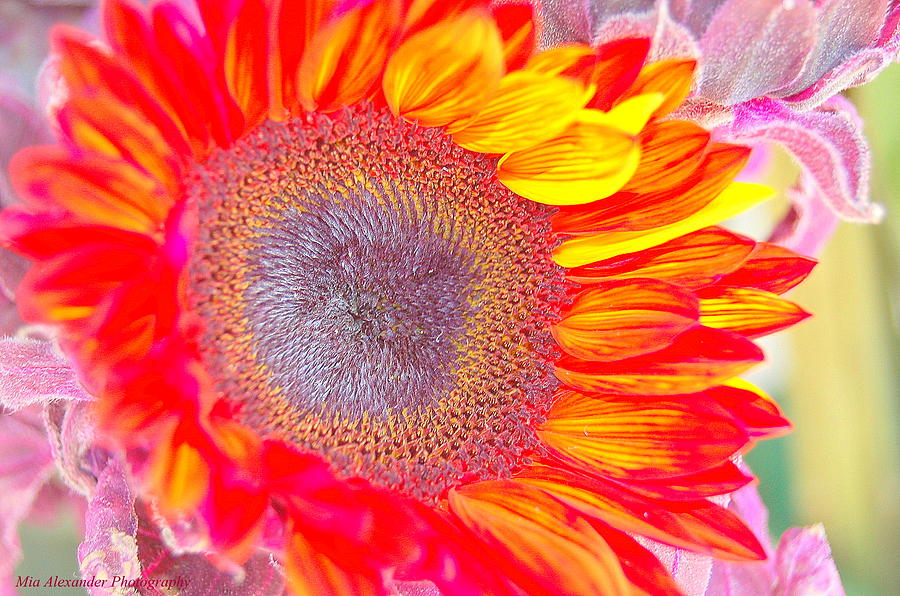 Sunflower ll Photograph by Mia Alexander