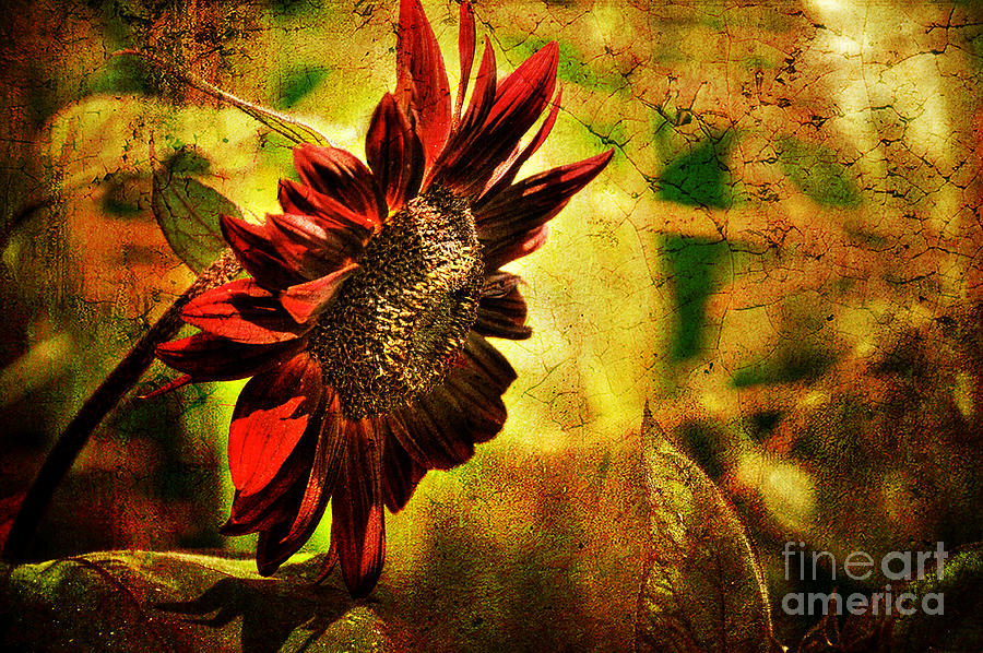 Sunflower Photograph by Lois Bryan