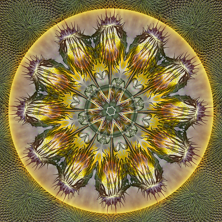 Sunflower Lollipops Digital Art by Becky Titus