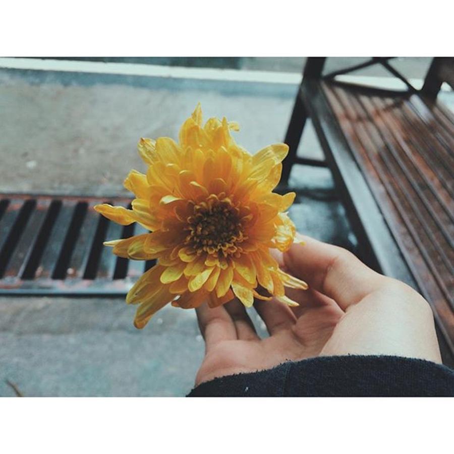 Vscocam Photograph - Sunflower Look Like.. #vscocam by Liam Capili