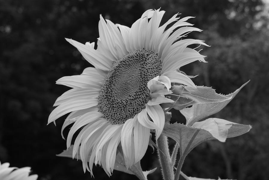 Sunflower Looking Up to the Sky - Black and White Photograph by Holly ...