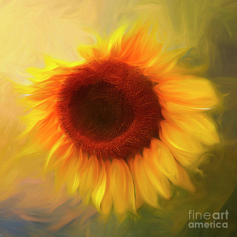 Sunflower Photograph - Sunflower Love 2 by Darren Fisher