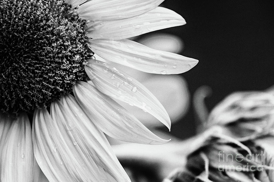 Sunflower Love - BW Photograph by Scott Pellegrin
