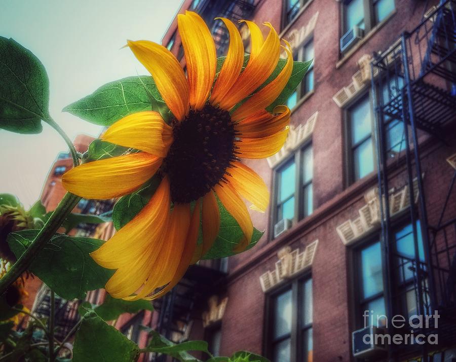 Flower Photograph - Sunflower Love - New Life in Old New York by Miriam Danar