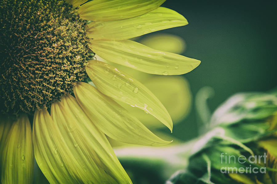 Sunflower Love Photograph by Scott Pellegrin