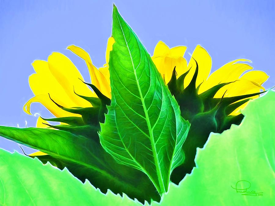Sunflower Photograph by Ludwig Keck