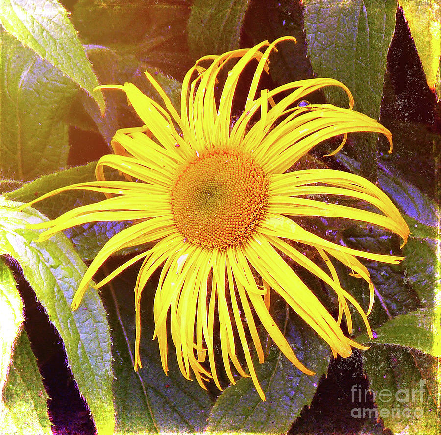 Sunflower Photograph by Lynn Bolt