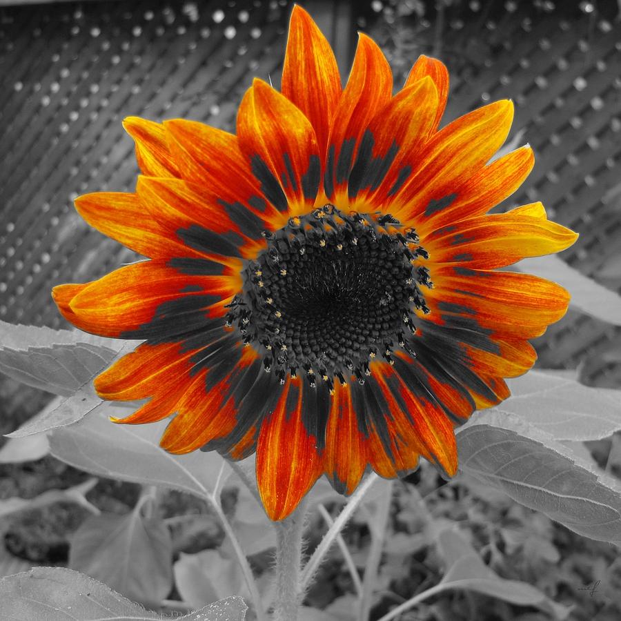 Sunflower Photograph by Maciek Froncisz