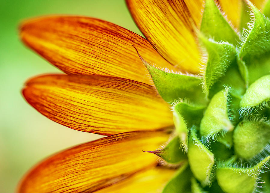 Sunflower Macro 1 Photograph