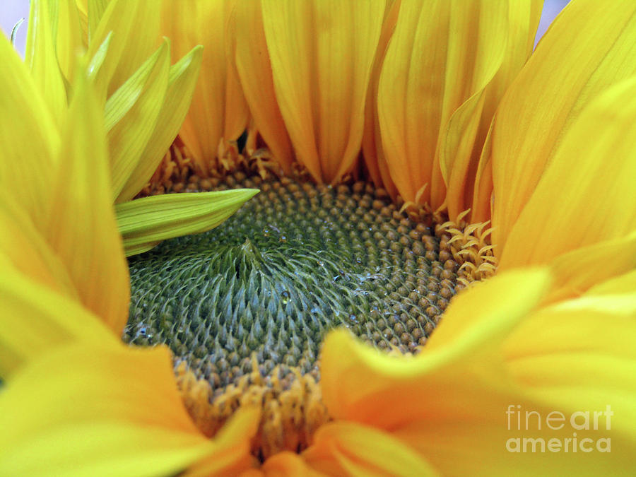Sunflower Macro 2 Photograph by Kim Tran
