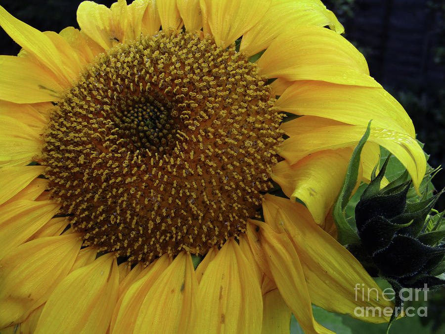 Sunflower macro 3 Photograph by Kim Tran