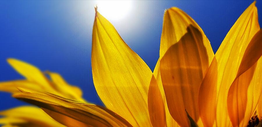 Sunflower Macro Photograph by Alexis King-Glandon